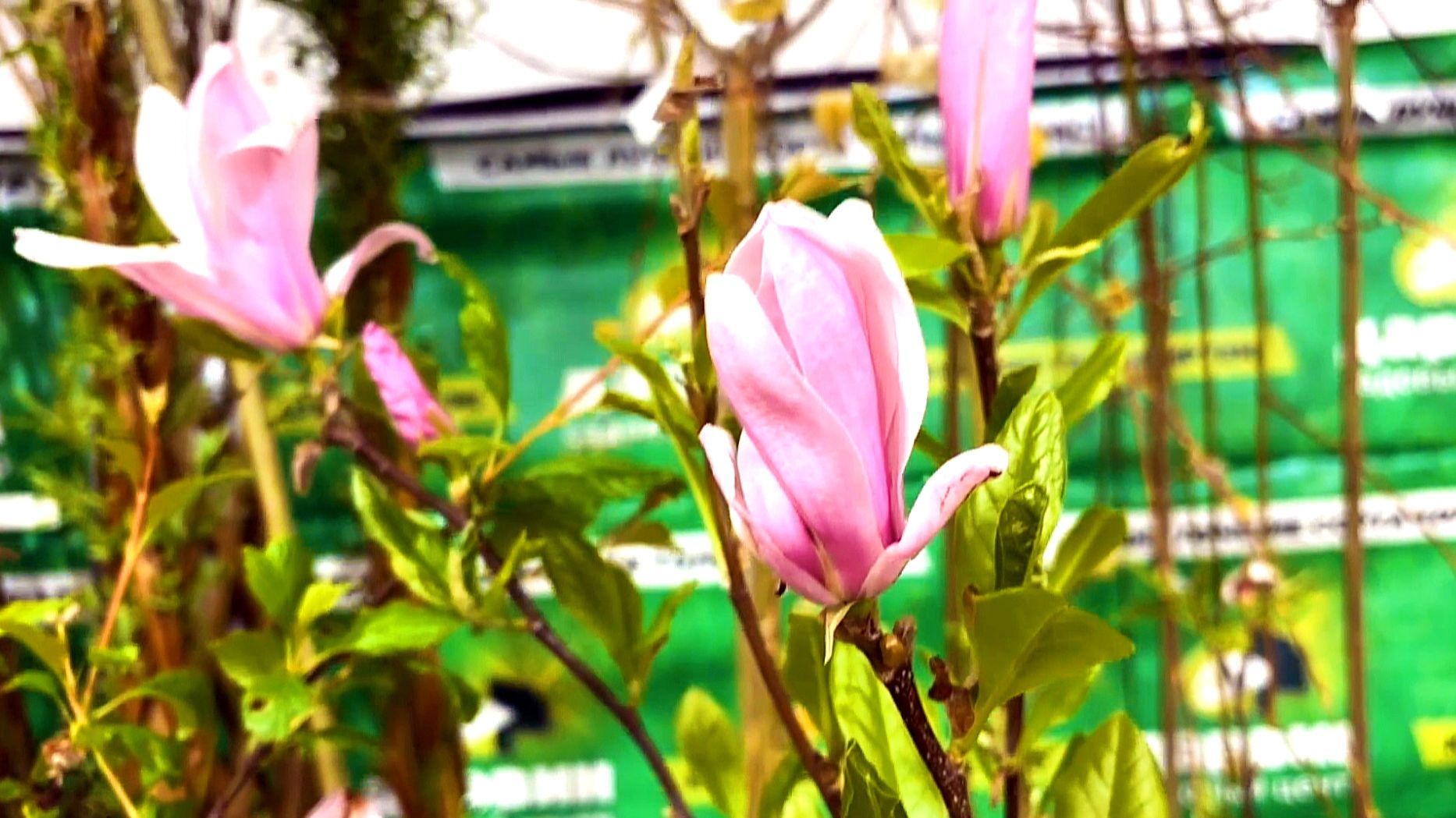 Магнолии на севере?