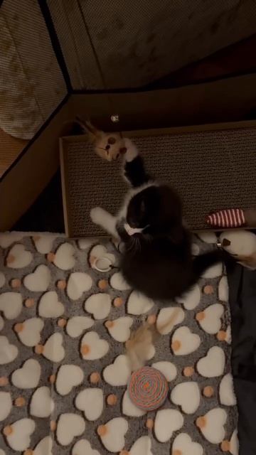 Первая малышка уже в семье😘💖😘