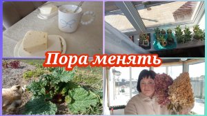 В этом году будет так.Адениум
