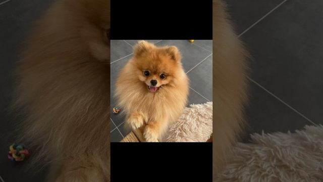 Я КОРОЛЬ МОЙ ВТОРОЙ КЛИП
ШПИЦ ПОЁТ РЕП