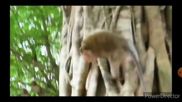 Лучшие приколы с животными. Испуг обезьяны и собаки.