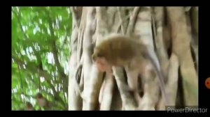 Лучшие приколы с животными. Испуг обезьяны и собаки.