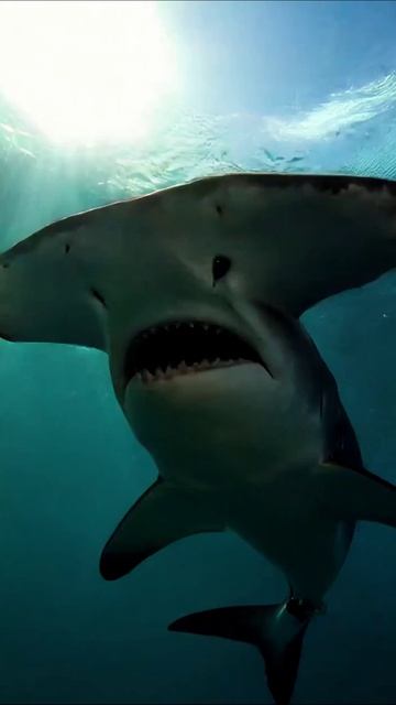 Широконосая акула в водах океана #акулы #море #подводныймир