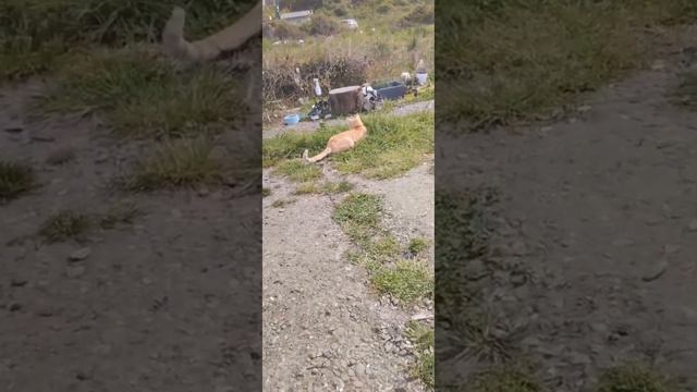 ТРЕТИЙ ДЕНЬ ОТМЕЧАЕМ ДР/НИКУДА НЕ УХОДИЛИ В ЛЕС /БЕЗДОМНЫЕ АЛЕУТЫ В СОЧИ