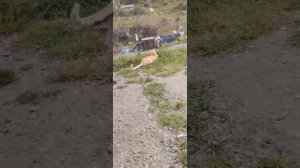 ТРЕТИЙ ДЕНЬ ОТМЕЧАЕМ ДР/НИКУДА НЕ УХОДИЛИ В ЛЕС /БЕЗДОМНЫЕ АЛЕУТЫ В СОЧИ