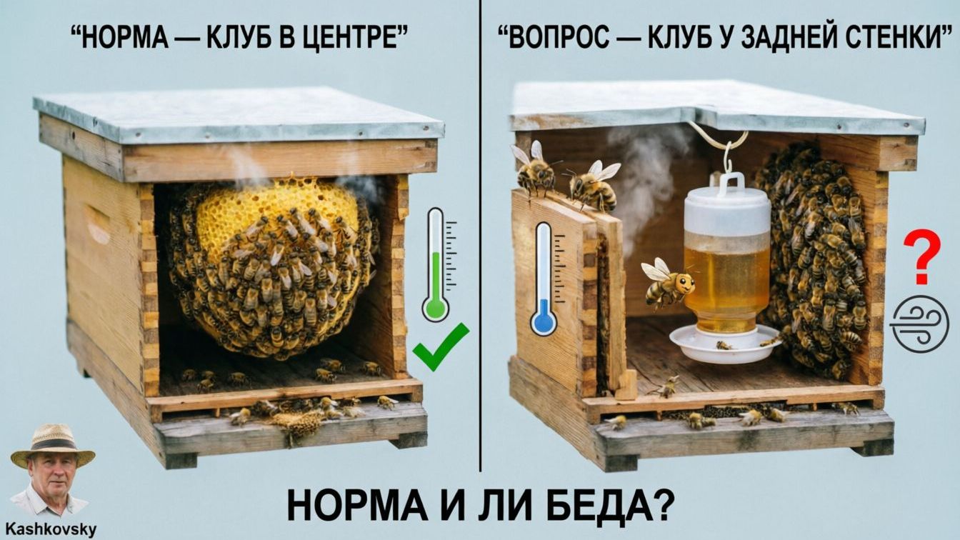 Пчелиный Клуб: Собрание у задней стенки с профессором Кашковским