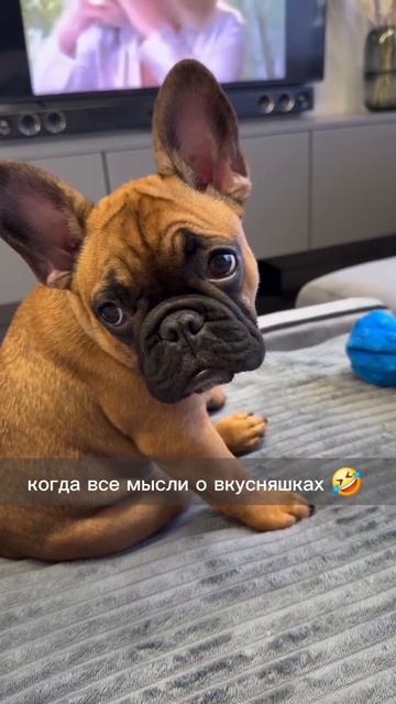 Когда все мысли только о вкусняшках 🤣 / Пробный период 🎉 в онлайн фитнес-Клубе всего 100 р, ссылка в