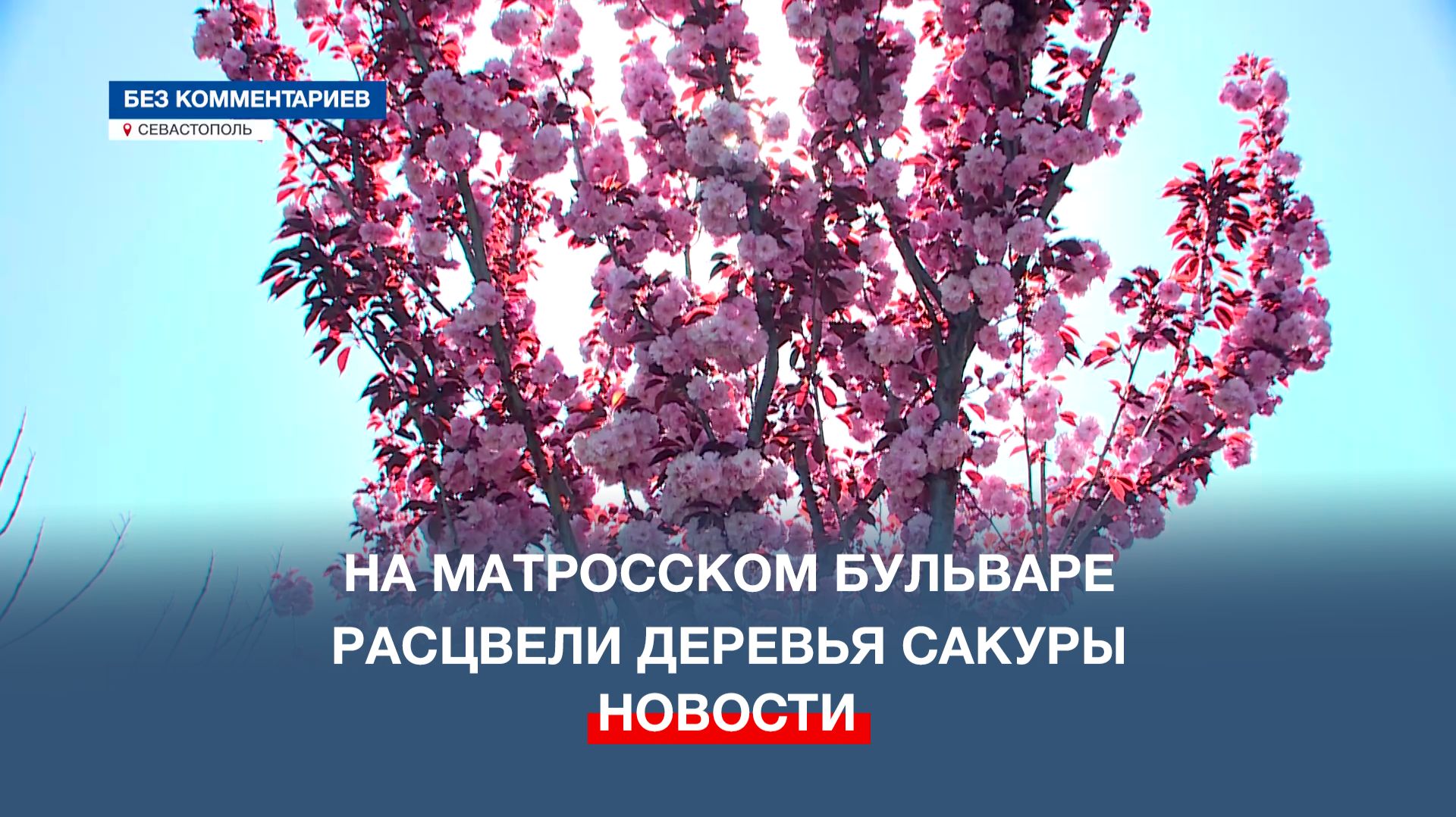 На одном из главных бульваров Севастополя – Матросском – расцвели деревья сакуры