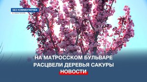 На одном из главных бульваров Севастополя – Матросском – расцвели деревья сакуры