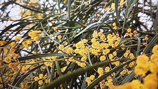 Рыма Чек - оладушки для крошки