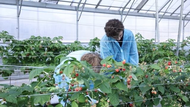 Малина в Тимирязевской академии