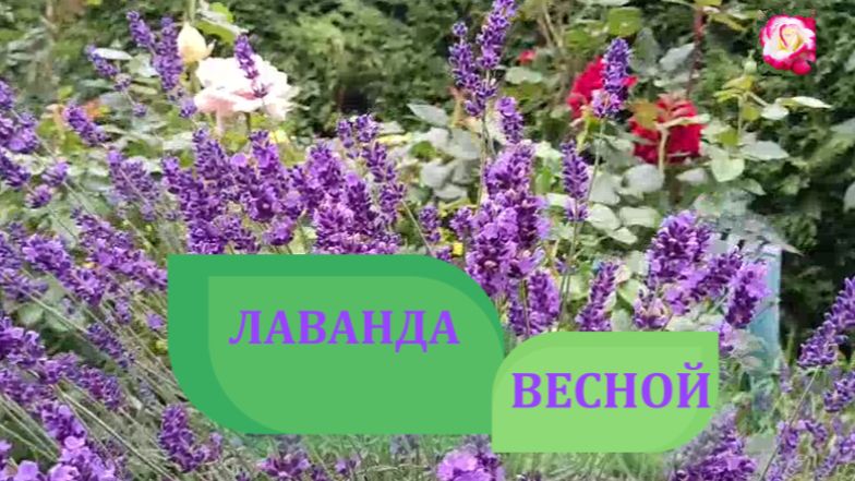 КОГДА ОБРЕЗАТЬ ЛАВАНДУ