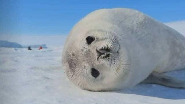 Чтобы ваш день стал немного лучше, послушайте, какие звуки издаёт детёныш тюленя