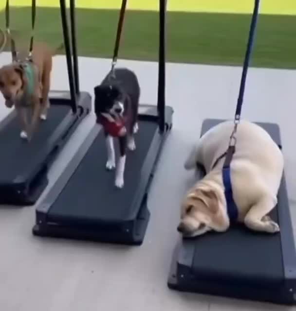 #животные #Милые #видео