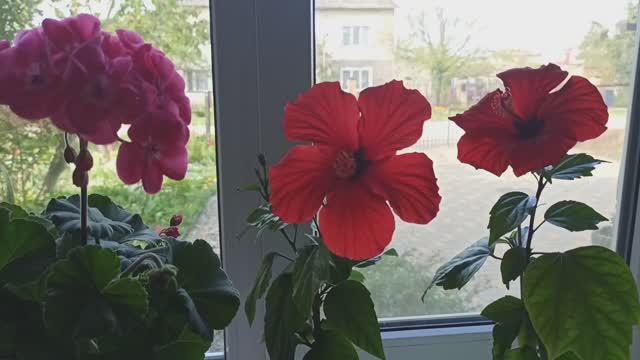 Комнатные цветы, которые ещё не вынесла на улицу.