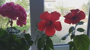 Комнатные цветы, которые ещё не вынесла на улицу.