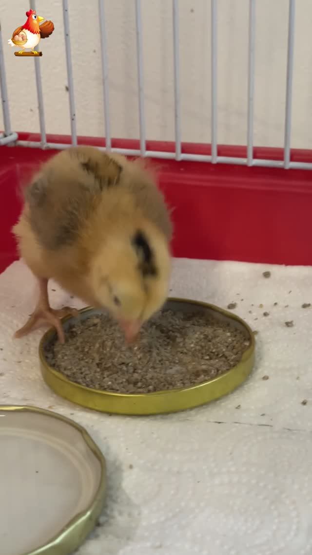 Цыпленок Легбар 4 дня