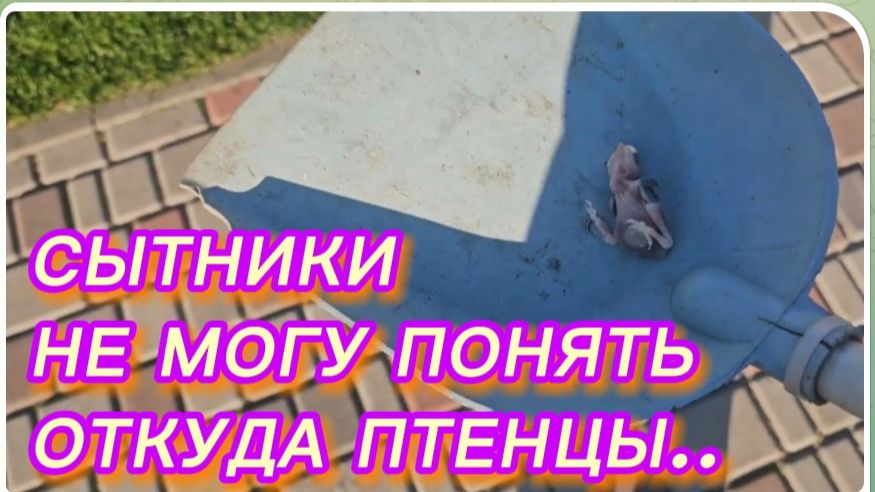 САМВЕЛ АДАМЯН, СЫТНИКИ, НЕ МОГУ ПОНЯТЬ ОТКУДА ПТЕНЦЫ..