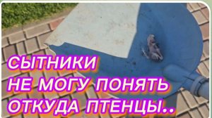 САМВЕЛ АДАМЯН, СЫТНИКИ, НЕ МОГУ ПОНЯТЬ ОТКУДА ПТЕНЦЫ..