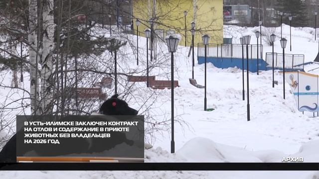 В Усть-Илимске заключен контракт на отлов и содержание в приюте животных без владельцев на 2026 год