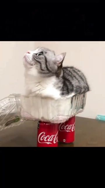 мемные котики