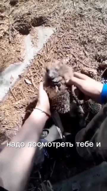 Боец в зоне СВО спас ёжика. Так и вижу эту надпись на всех билб
