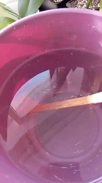 Пытаюсь спасти 5 орхидей, сбросивших свои корни после зимы в СПб.🌸