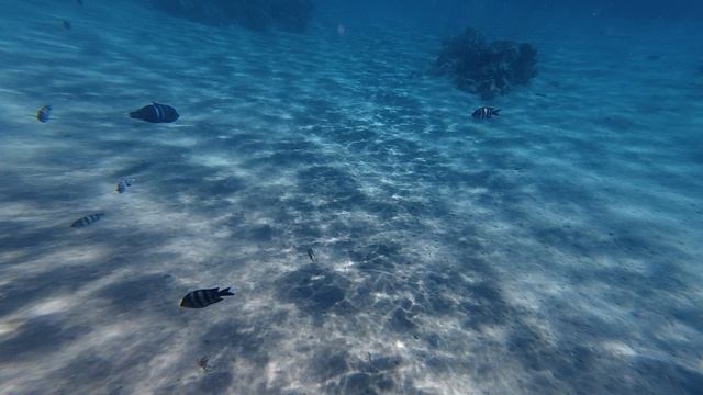 Красота красного моря , Египет . Шарм Эль Шейх ,как в аквариуме