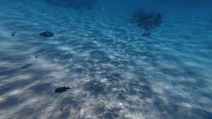 Красота красного моря , Египет . Шарм Эль Шейх ,как в аквариуме