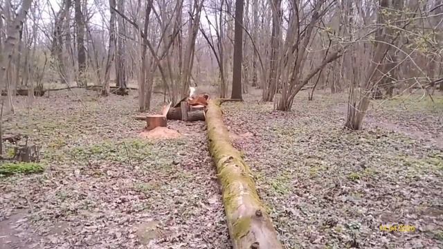 Главный ботанический сад имени Н. В. Цицина РАН 14.04.2026