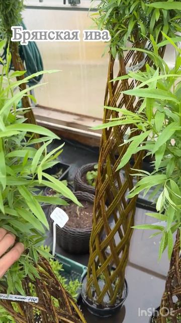 Плетеные деревья из ивы Американка гигантская.