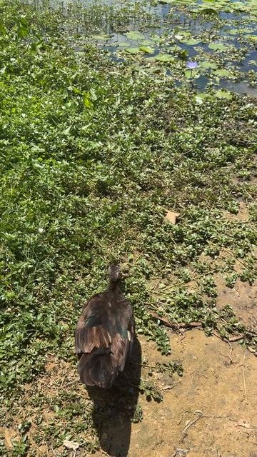 Пищевая цепочка