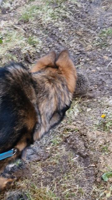 Встреча собаки и ежика