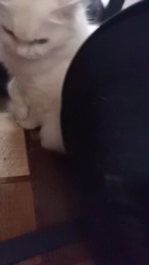 Моя лапка...