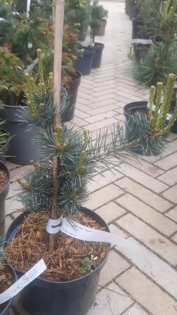 ❤🌲Сосна Мелкоцветковая Негиши
✔Продажа растений в макс и телеграм канале: Https://t.me/love_is_hvoin