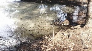 Пение птиц | Звуки природы для сна и релаксации