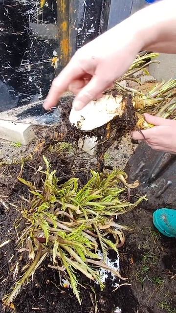 Хрен нам 😉