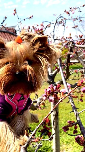 Мой Йорк  Йоркширский терьер