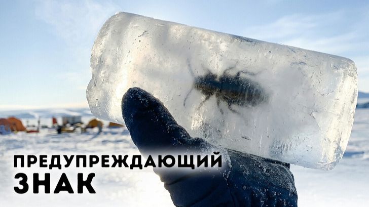Лёд Антарктиды снова обрушится? Учёные нашли тревожные доказательства 🧊