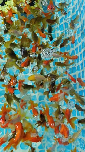 Содержание золотых в бассейне.