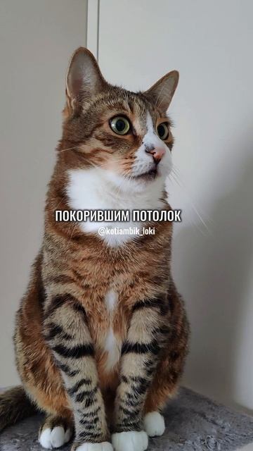 Если я допрыгну до люстры😅