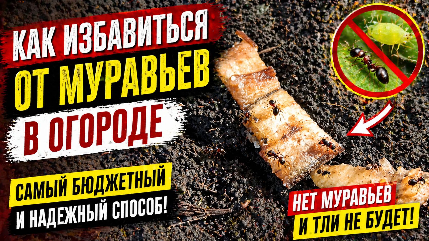 Как избавиться ОТ МУРАВЬЕВ В ОГОРОДЕ. Самый бюджетный и надежный способ.Нет муравьев и тли не будет