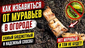 Как избавиться ОТ МУРАВЬЕВ В ОГОРОДЕ. Самый бюджетный и надежный способ.Нет муравьев и тли не будет