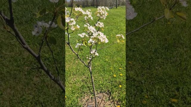 Пора цветения