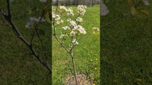 Пора цветения