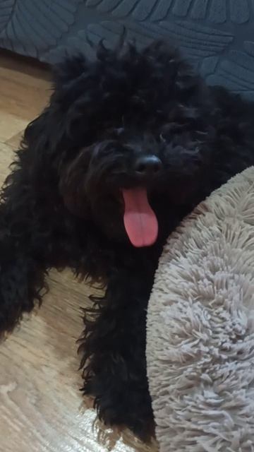 Собачка Айза устала. Той пудель.