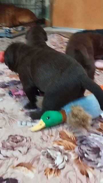 Щенки лабрадора, 3 недели.