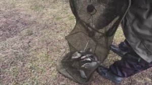 Весна пришла, рыба пошла!