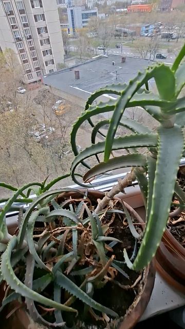 Остатки Чая в Цветок