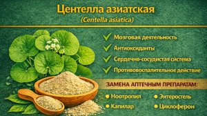 Центелла азиатская (Centella asiatica). Порошок